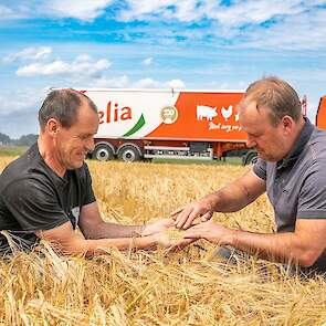 Volgens Vitelia zorgen de hoge graanprijzen ervoor dat het ook aantrekkelijker is voor Nederlandse boeren om graan te verbouwen. Mario Hendriks (rechts) van de grondstoffen inkoop bij Vitelia inspecteert samen met chauffeur Richard Meerwijk de kwaliteit v