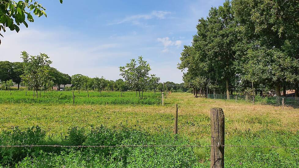 De Blonde d'Aquitaine koeien kunnen om de bomen heen grazen.