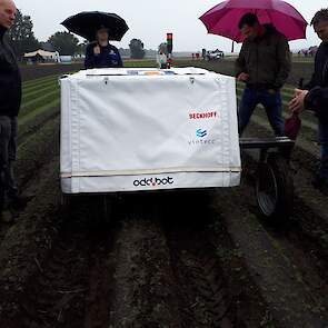 Wiedrobot Quirky van Odd.bot kan tot nu toe vooral in de ruggenteelt van peen in een vroeg stadium heel precies onkruid wieden in de rij.