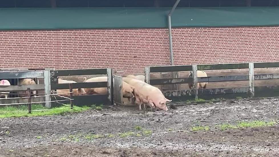 Zeugendans familie Van Veen - deel 1