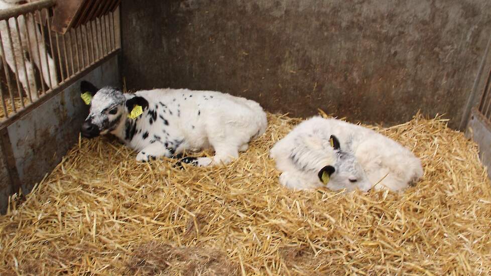 Voor deze begrazing kruist Houben een deel van zijn Holstein koeien met een Galloway stier. De hieruit voortkomende nakomelingen zijn de natuurbegrazers.