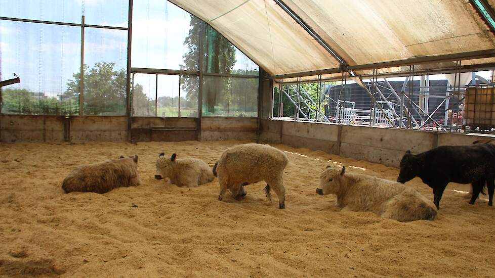 Houben beheert met schapen en runderen ook enkele natuurgebieden en industrieterreinen in de omgeving.