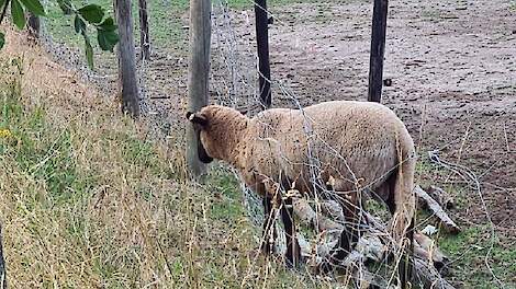 NVWA Neemt 125 Verwaarloosde Dieren In Bewaring Van Veehouder Uit ...