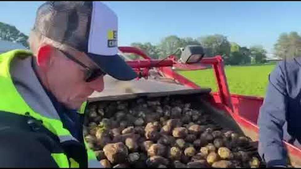 Wilbert Egelmeers (Wanroij) rooit midden augustus al zijn aardappelen