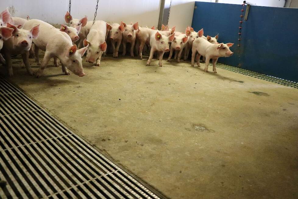 De biggenafdeling met dagontmesting met dichte vloer, links de afvoer van mest, rechts urine