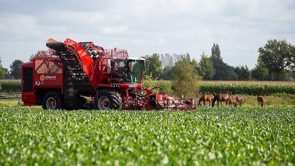 De machine werkt met poetserassen, waardoor de bieten met kop maar zonder groen van het land komen. „Precies zoals de fabriek ze wil hebben.”