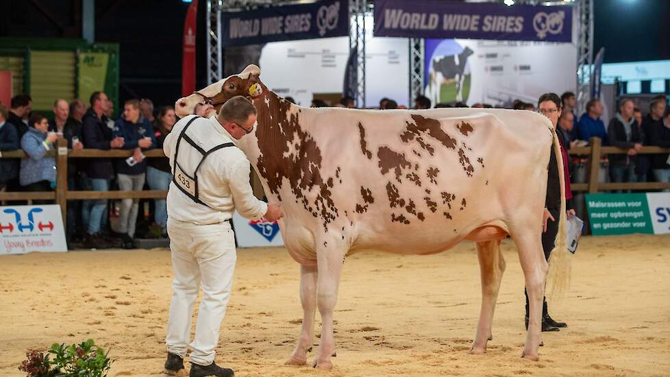 In de eerste vaarzenrubriek vond Mock een gemakkelijk kopnummer in Willems-Hoeve Jmw Applause 26 van de combinatie Metz, Nuij, De Jong uit Buren. De Moovin-dochter was groot, had een diepe voorhand en een goede ribwelving. Ze liep op droge benen en bezat