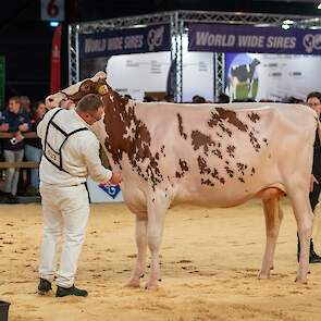 In de eerste vaarzenrubriek vond Mock een gemakkelijk kopnummer in Willems-Hoeve Jmw Applause 26 van de combinatie Metz, Nuij, De Jong uit Buren. De Moovin-dochter was groot, had een diepe voorhand en een goede ribwelving. Ze liep op droge benen en bezat