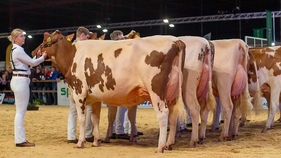 Ook de tweede rubriek van de middenklasse mocht er zijn. Op kop staat Twente Dairies Incredibull Mel van Tijhuis. De Incredibull-dochter is lang, degelijk en correct gebouwd en heeft een geweldig uier.