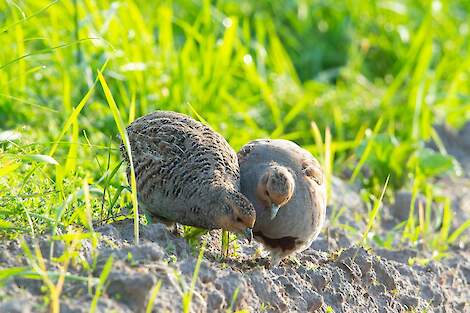 De patrijshen (links) krijgt in de broedtijd een perfecte schutkleur. De bruine veertjes op rug en hals maken de hen onzichtbaar op het nest.