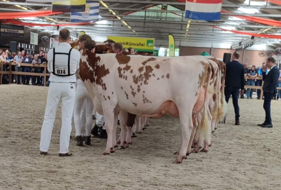 De Wijde Blik Mariegold 6a, kampioene middenklasse.