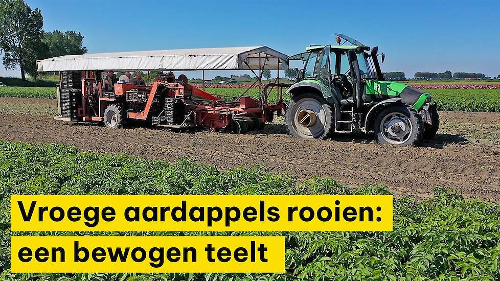 Vroege aardappels rooien op Tholen