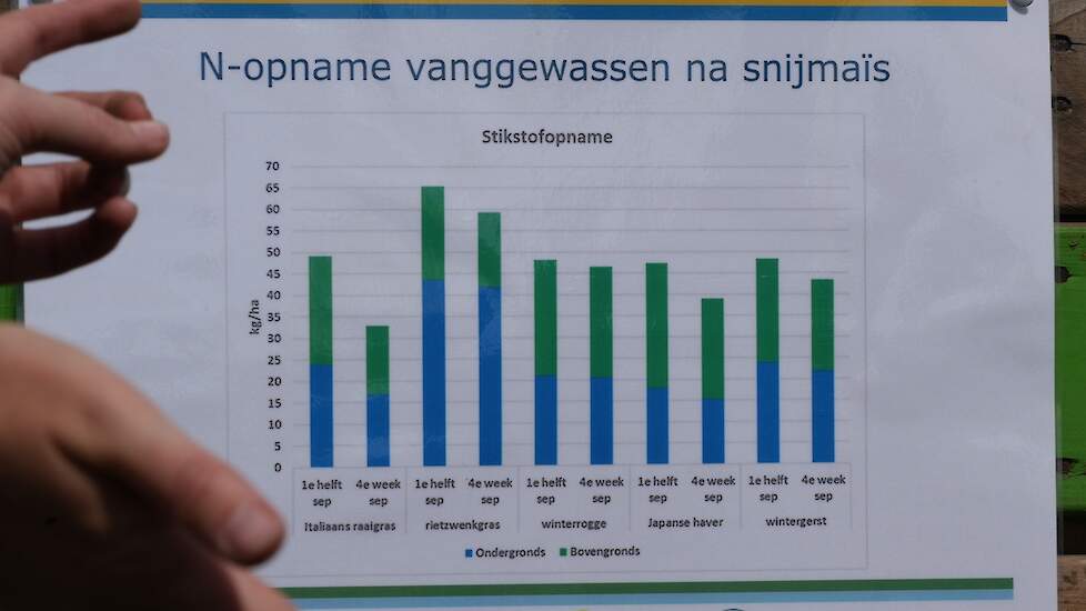 Zaaitijdstip en worteldiepte van groenbemesters dragen bij aan het stikstofvasthoudend vermogen ervan.