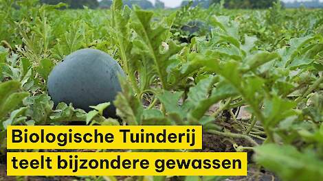 Biologische Tuinderij de Waog teelt bijzondere gewassen: ‘Niet altijd even gemakkelijk’