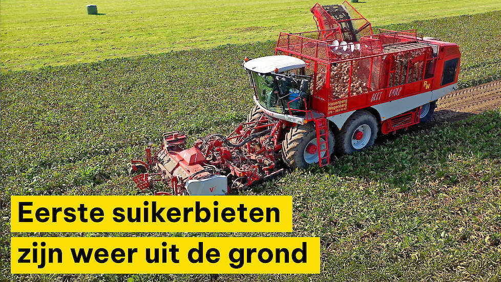 Eerste lading suikerbieten van het land bij Hermus