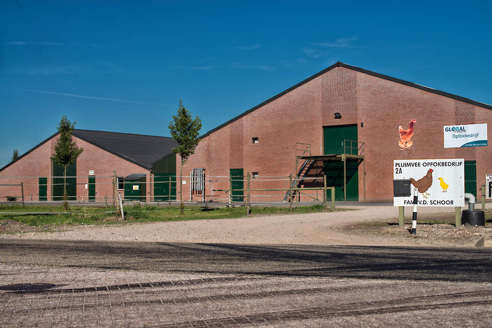 Van den Schoor kon in twee stallen, waarvan één etagestal 160.000 leghennen opfokken. 