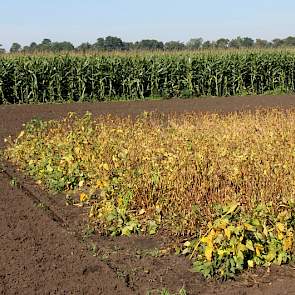 Soja oogsten gebeurt rond eerste week oktober. „Tot nu toe is 2,5 ton de max, dit is vergelijkbaar met 8 ton tarwe. Het begint er dus al goed op te lijken”, zegt Lei Teiling van Agrifirm. Maar net als destijds met mais gaat het om een subtropisch gewas, d