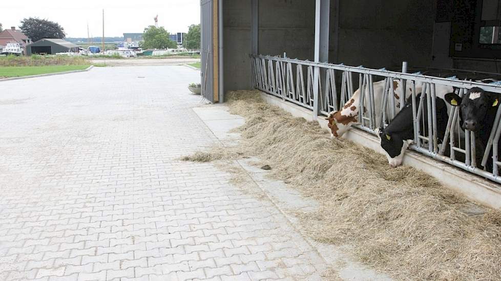 Het jongvee boven een jaar bevindt zich aan de zijkant van de stal. In de verte de haven van Het Kleine Maasje. t onder hetzelfde dak zit, is hier een open frontstal van gemaakt zodat de familie op de looproute van huis naar de stal direct de tochtige pin