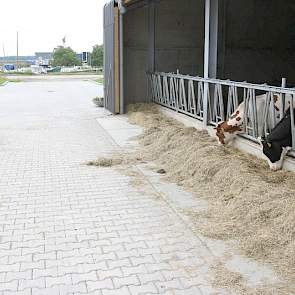 Het jongvee boven een jaar bevindt zich aan de zijkant van de stal. In de verte de haven van Het Kleine Maasje. t onder hetzelfde dak zit, is hier een open frontstal van gemaakt zodat de familie op de looproute van huis naar de stal direct de tochtige pin