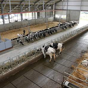 Hier de voorste helft: links het jongvee (aan dezelfde zijde van de voergang als het strohok en de drogen), rechts de rest van het melkvee. Ook de nuchtere kalveren staan in dezelfde stal, zij het met de dichte kant van de eenlinghokjes naar de melkkoeien