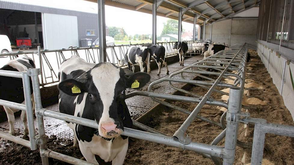 Hoewel ook dit jongvee onder hetzelfde dak zit, is hier een open frontstal van gemaakt zodat de familie op de looproute van huis naar de stal direct de tochtige pinken kan zien. Links op de foto is de werktuigenberging. Daar nog voor staat het nieuwe huis