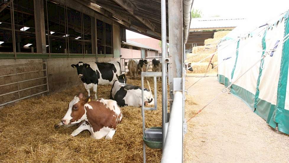 Ook verse koeien en dieren die binnen 2 weken afkalven, zitten op stro. Op de plek van de tent en het strobaalkasteel (vanwege de open dag) hoopt de familie op termijn een nieuwe transitiestal te bouwen, zodat de ‘bijzondere’ groepen nog beter geclusterd