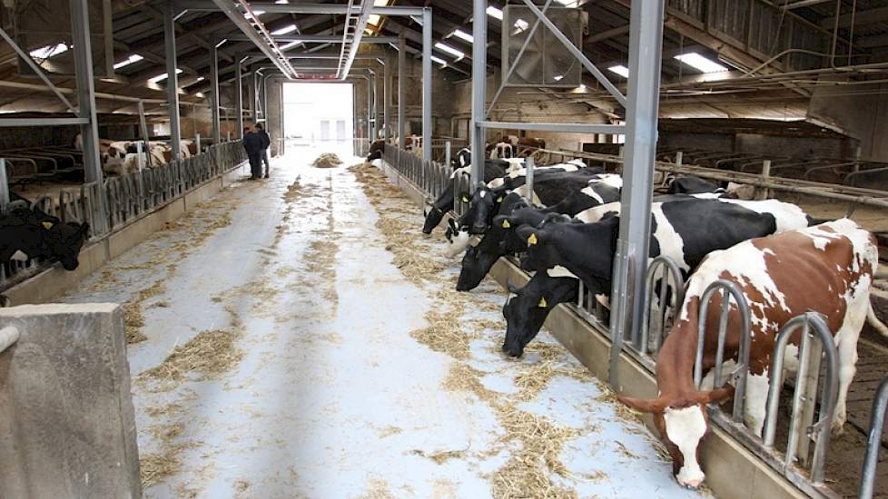 Een blik in de oude stal; linksachter de vaarzen, rechtsachter de droge koeien en rechtsvoor de koeien die bijna droog moeten en daarom een schraal rantsoen krijgen om de melk af te bouwen. Achterin de stal draaide de robot zojuist een hoopje voer neer, d