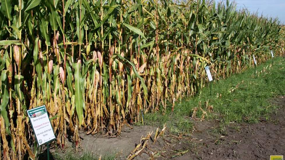 De  gras onderzaai in kniehoge mais is gelukt.