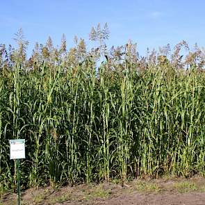 Sorghum wordt net als voederbieten en soja gezien als een derde gewas, dat ook de plaats van snijmais in het rantsoen kan innemen.