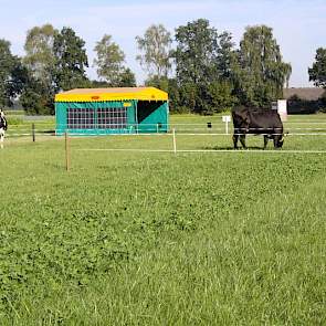 Gras/klaver wordt het best beweid. Twee koeien doen beweidingsproeven.