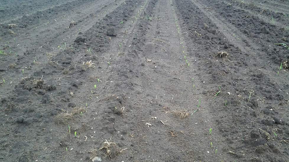 De maïs bij Geraerts staat inmiddels boven. Op 22 mei (7 dagen na zaaien) zag de maïsteler de eerste plantjes al bovenkomen.