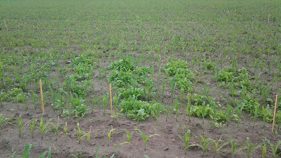 Het gewas is deze week gespoten door de loonwerker. Ondanks de hoge temperaturen viel de onkruiddruk erg mee. „Het enige is dat er door de wat grovere grondbewerking wat kluiten gras mee omhoog zijn gekomen. Daar is het middelgebruik op afgestemd”, vertel