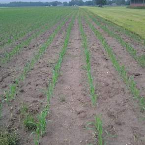 De maïs bij Geraerts staat met 20 centimeter nog een stuk lager dan de meeste andere percelen. Dat komt omdat er eerst nog een dikke snede gras is geoogst. Toch is de veehouder tevreden hoe het gewas er bij staat. „We hebben vorige week nog water gehad en