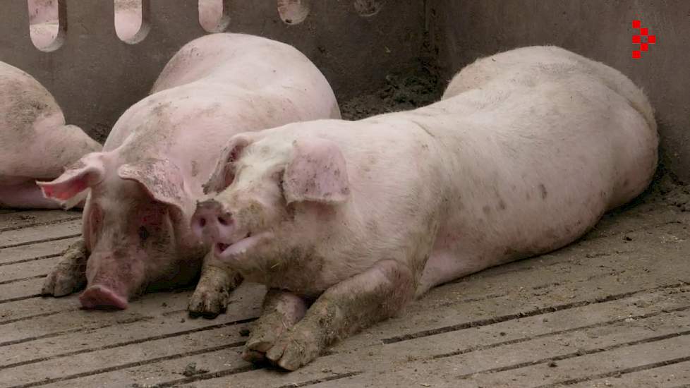 Alpeko - Winnaar Agrofoodpluim juni 2018