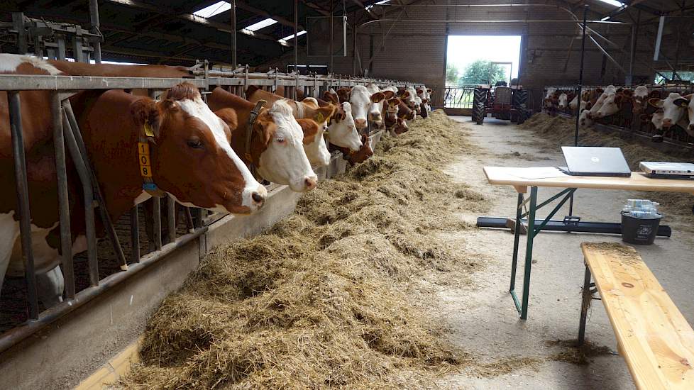 Fleckvieh is het meest voorkomende ras in het koppel koeien. Wanneer de koeien te breed zijn, kruist Jan de dieren in met Brown Swiss. Sinds Johan zich bemoeit met de fokkerij gaat er ook weleens een rietje Jersey in om de gehaltes vet en eiwit in de melk