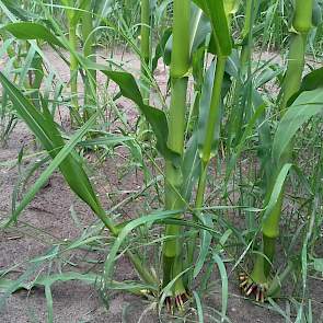 Op een deel van het perceel worden spuitproeven gedaan. Op deze foto is een deel niet gespoten tegen grasonkruiden. De maïs is gezaaid op gescheurd grasland en dit gras is weer opnieuw gaan kiemen. Hier hebben de planten ook de meeste last van droogte doo