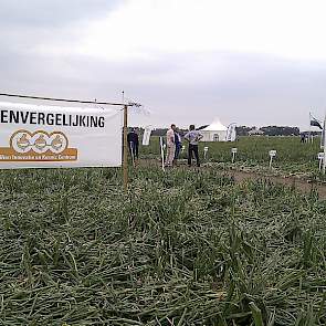 Tientallen uienrassen naast elkaar. Een beter beeld van alle mogelijke actuele uienrassen in Nederland is er niet.