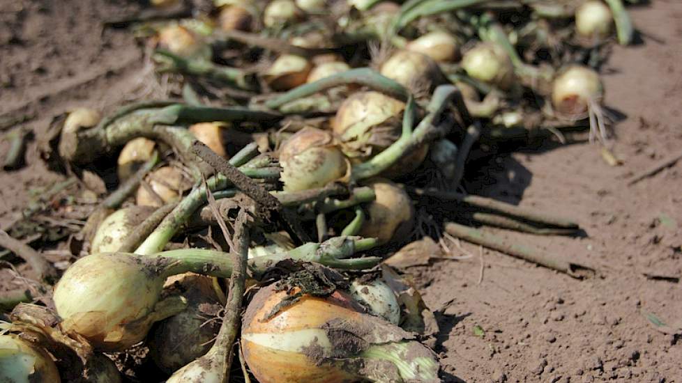 Normaal drogen de plantuien 3 a 4 dagen in het zwad. Deze uien gaan weg voor de export en worden voor de droogwand gezet bij de handelaar. Daardoor liggen ze maar 1 dag in het zwad.