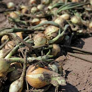 Normaal drogen de plantuien 3 a 4 dagen in het zwad. Deze uien gaan weg voor de export en worden voor de droogwand gezet bij de handelaar. Daardoor liggen ze maar 1 dag in het zwad.