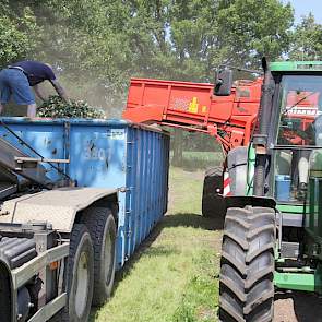 Verheijen laat 5 hectare oogsten voor de export vanwege de goede prijs van 18 cent per kilogram. De uien die nu nog in de schuur liggen van vorig jaar zijn te ver versleten.