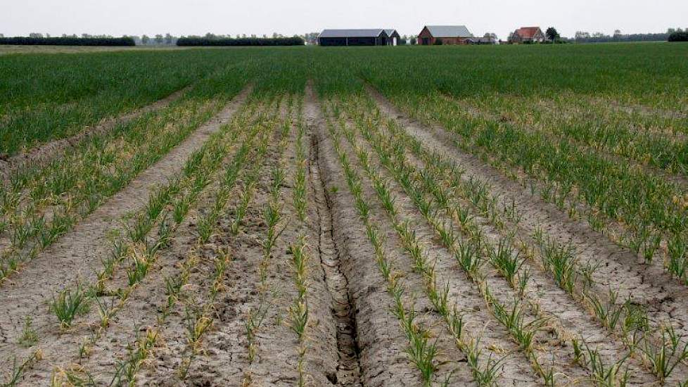 Door de hoosbuien is de bovenlaag van de grond compleet dichtgeslagen. Hierdoor is het water lang blijven staan en gedeeltes van gewassen verrot.