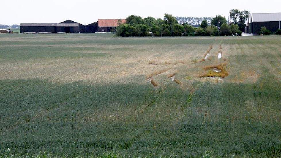 De meeste schade doet zich voor in uien en spinazie, maar her en der zijn er ook percelen met graan met pleksgewijze schade.