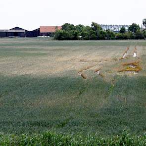 De meeste schade doet zich voor in uien en spinazie, maar her en der zijn er ook percelen met graan met pleksgewijze schade.