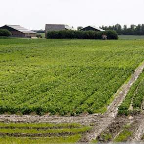 Bij Bil zijn de aardappelen ook getroffen. Daar is een groeiachterstand ontstaan.